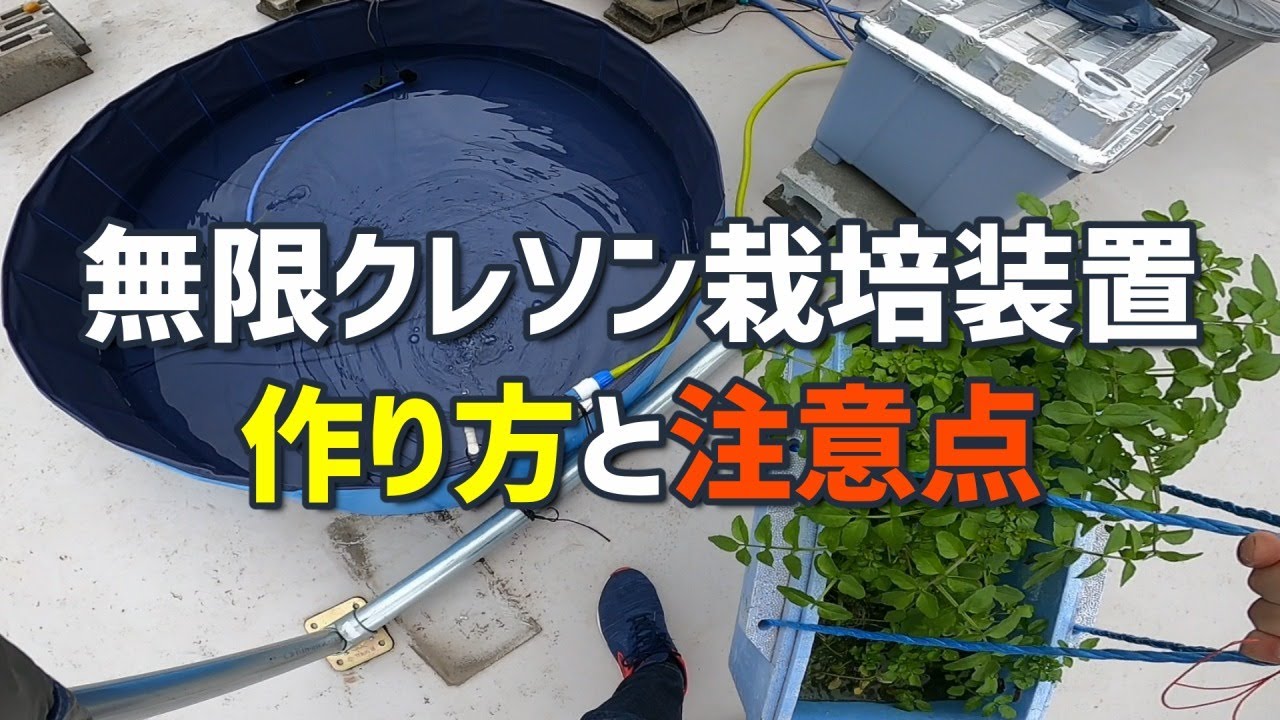 【再生栽培】無限クレソン水耕栽培装置の作り方と注意点