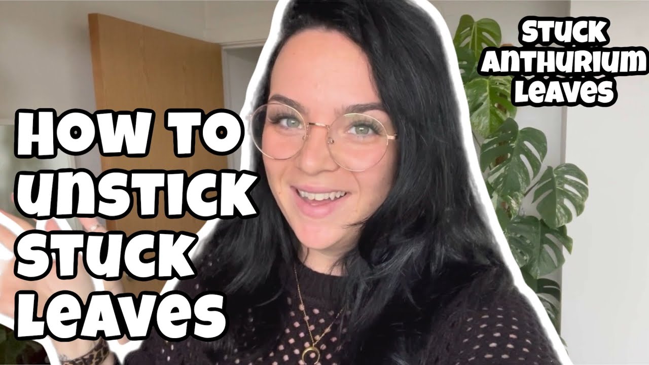 How to unstick stuck leaves! | Anthurium stuck leaf 🪴