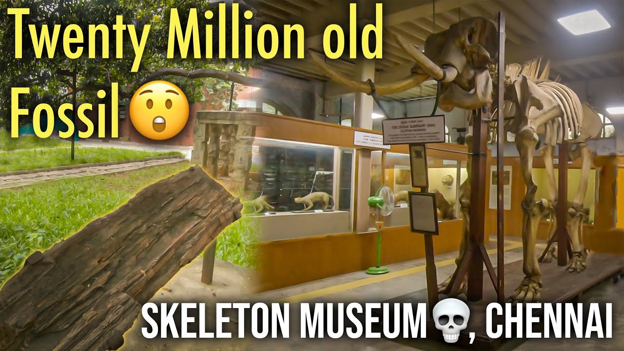 The SECOND OLDEST MUSEUM of India - Government Museum Chennai 😲 | in HINDI | Tamil Nadu 2022
