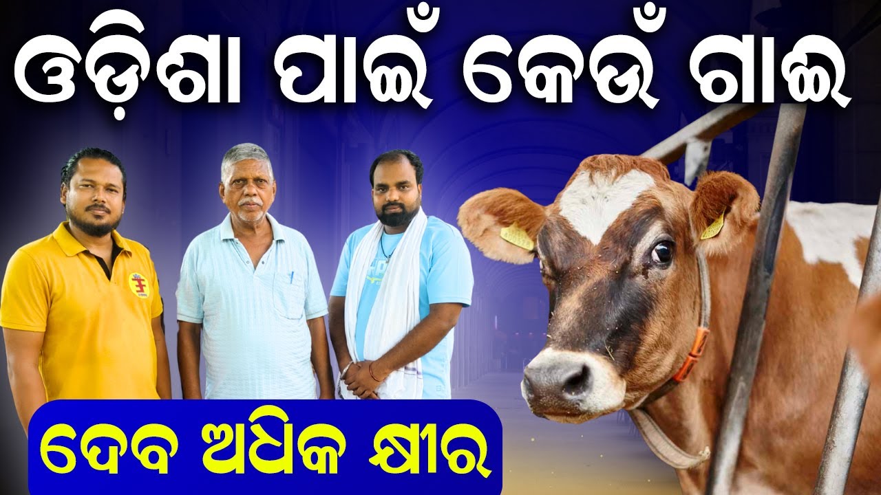 ଓଡ଼ିଶା ପାଇଁ କେଉଁ ଗାଈ ଭଲ ?Which are the best breed of cows in Odisha ? @EfarmingOdisha