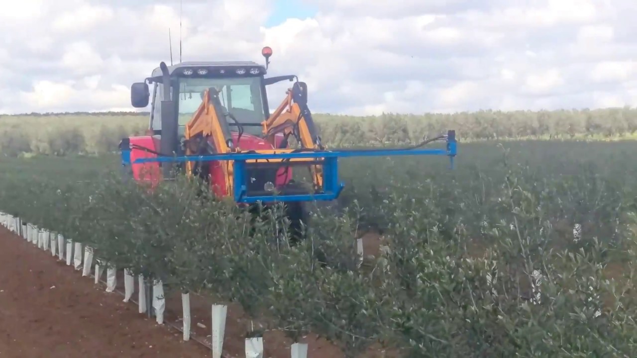 PODA MECANIZADA DEL OLIVAR SUPERINTENSIVO