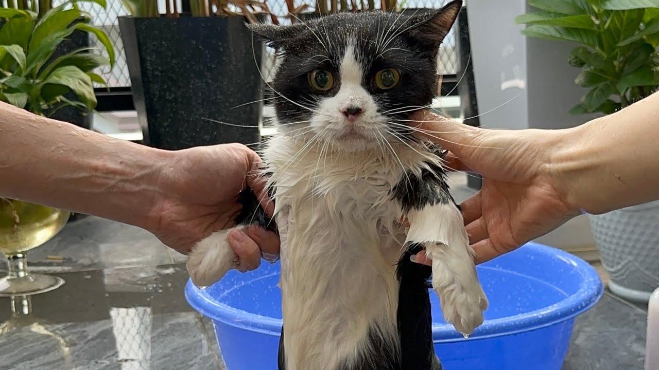 Meoisthebest - Tắm Cúc Cức