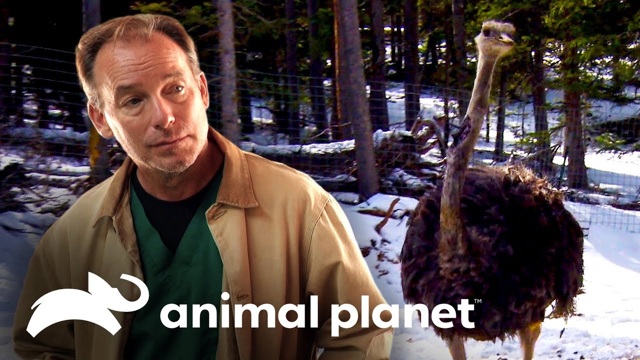 Tratando un avestruz herido | Dr. Jeff, Veterinario | Animal Planet