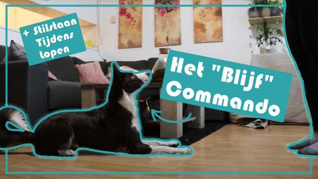 Het blijf commando aanleren