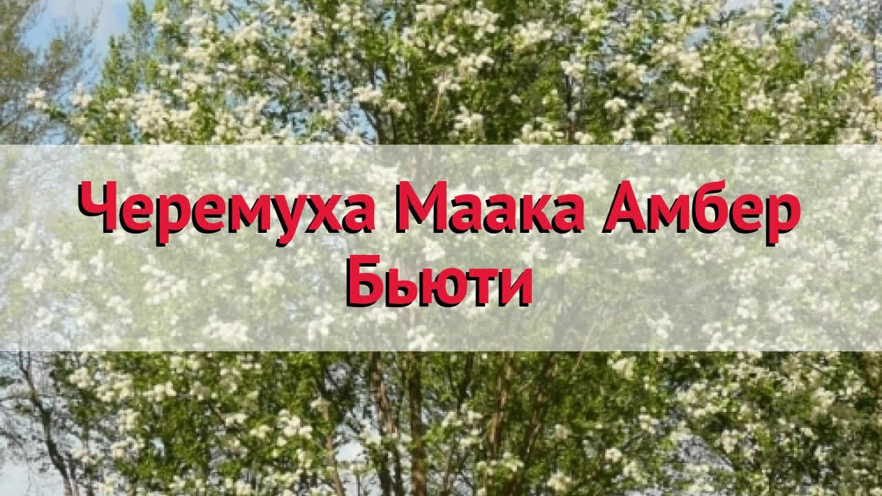 Черемуха маака Амбер Бьюти 🌿 Обзор: посадка и уход. крупномеры черемухи: описание и особенности