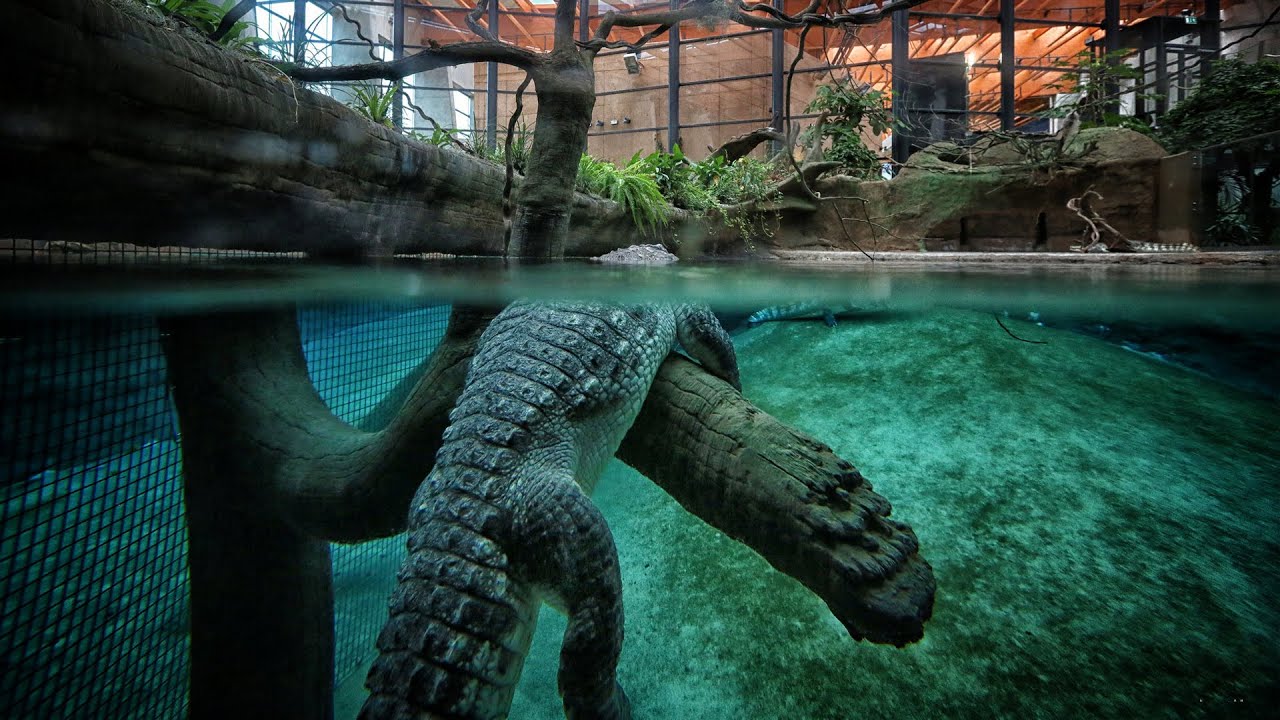 Afrykarium Wrocław od kuchni - poznaj tajemnice podwodnego świata