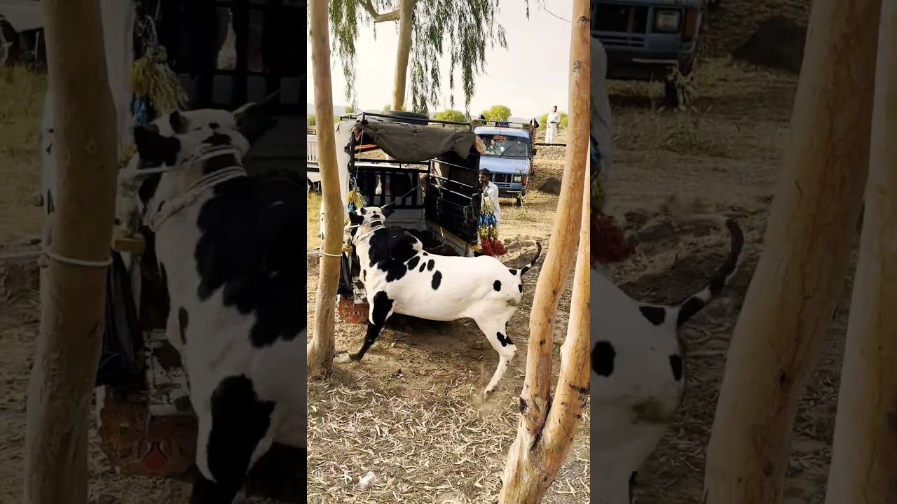 fateh jangi bull 2024/2025 #animals #shorts #domailmandi #fatehjangibulls