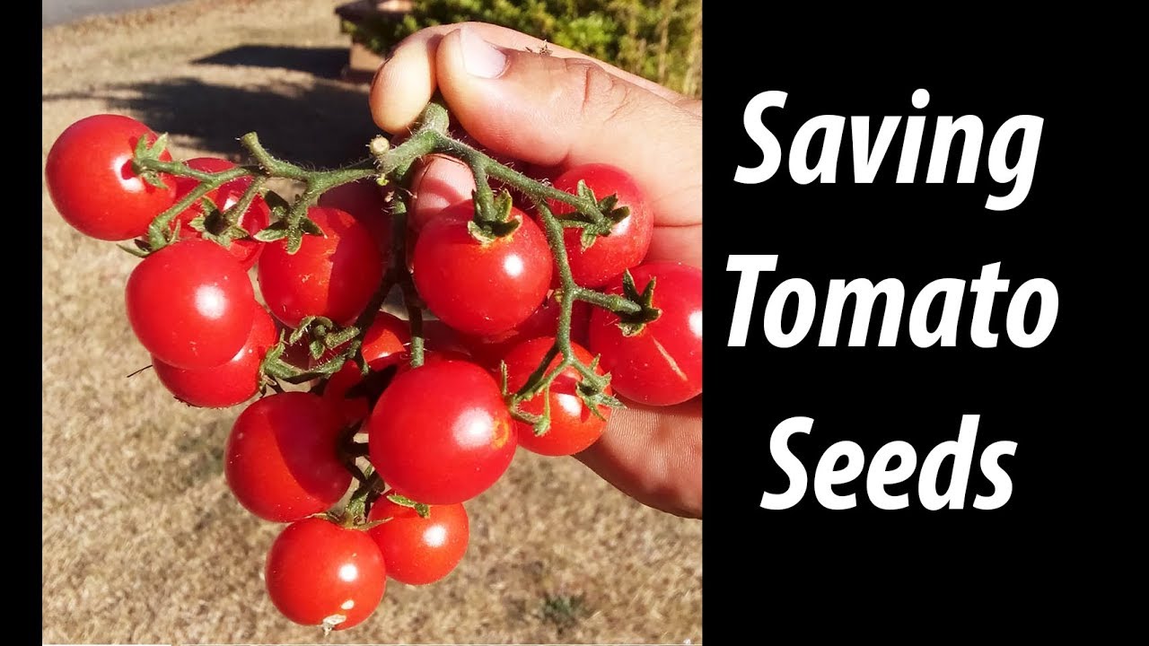 How To Save Tomato Seeds - Cherry Edition! (2019)