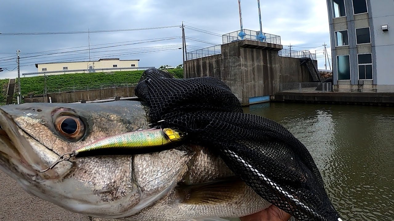 [シーバス]トップウォーターはやっぱり1番楽しいです！！