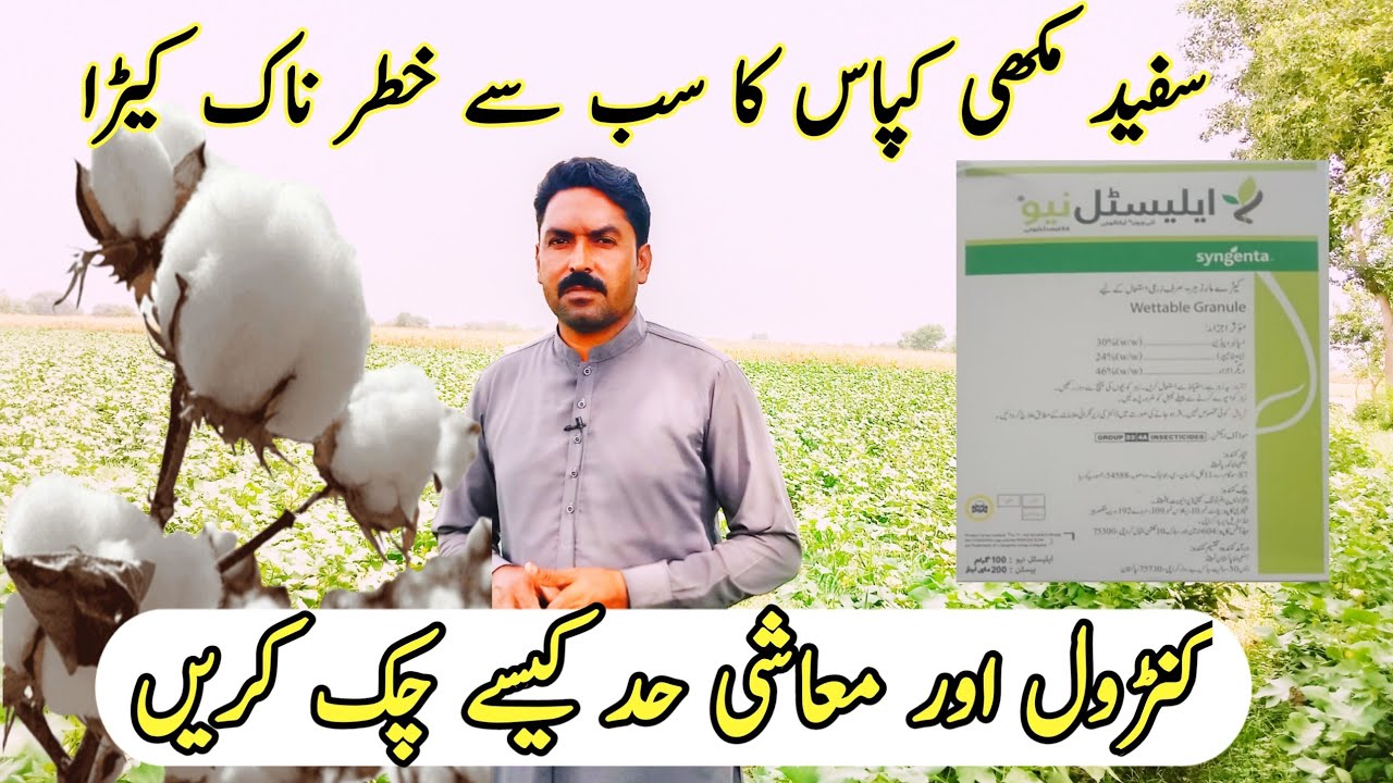 Control of white fly in cotton Crop | Elestal Neo | Syngenta | Murtaza Agri Punjab