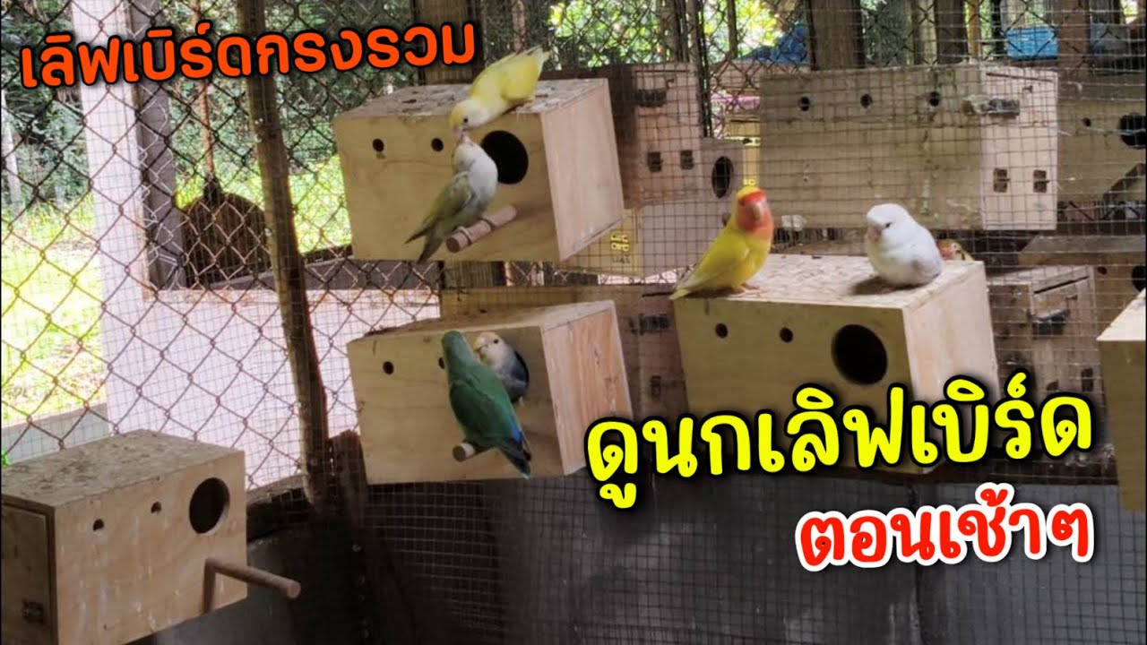 เช้านี้ เดินดูนกเลิฟเบิร์ดกรงรวม กำลังเลี้ยงลูกน่ารักเชียว