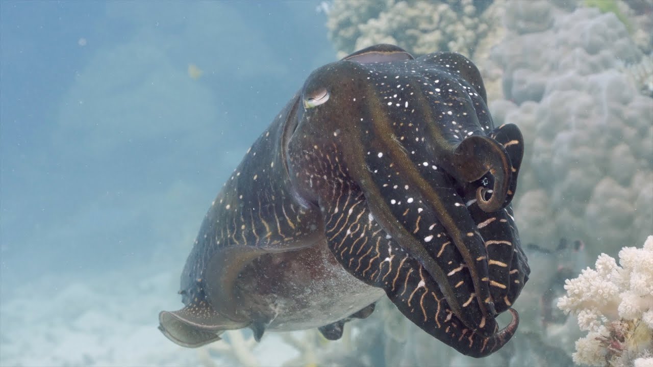 Cuttlefish showing off ⎜ Animal behavior