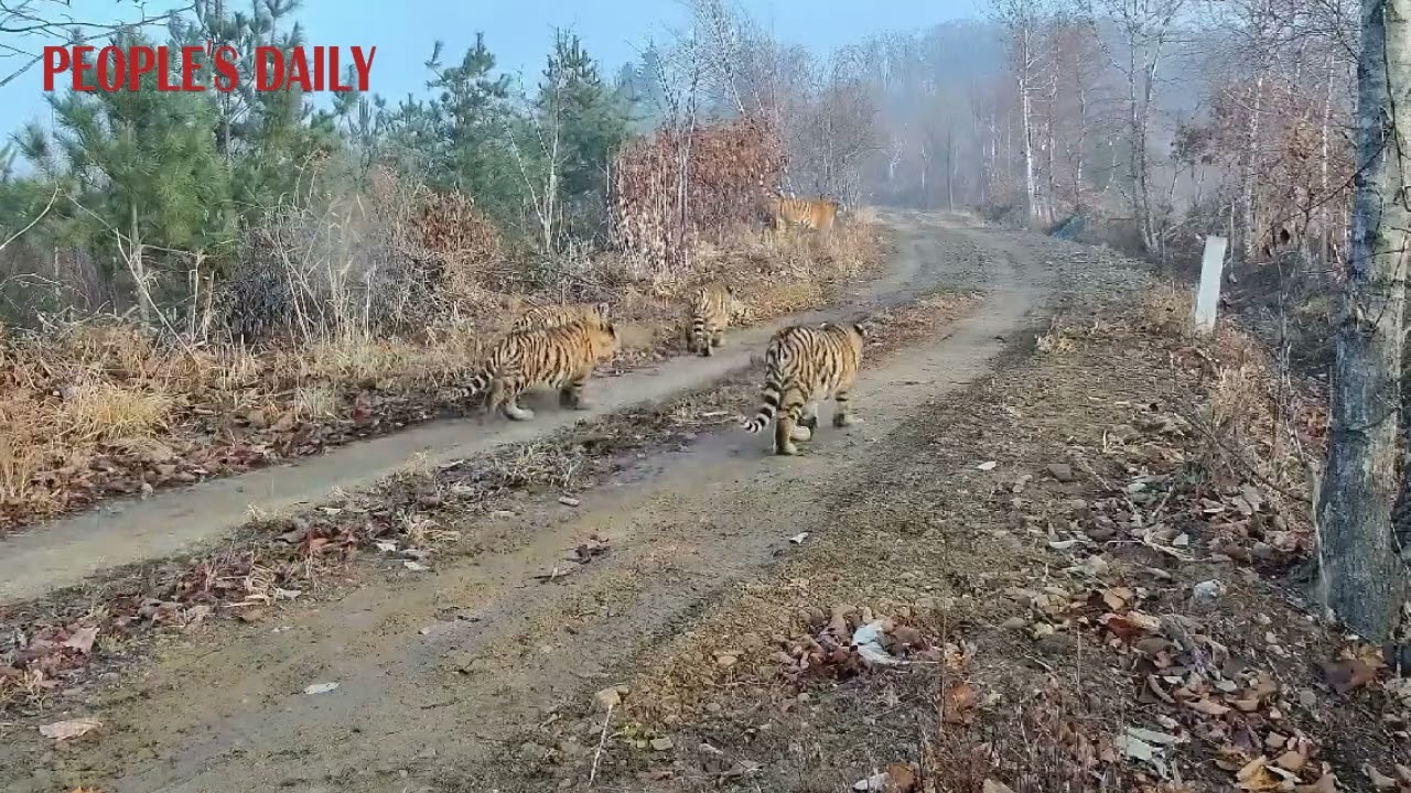 China has recorded its 1st-ever footage of a wild Siberian tigress with five cubs in Hunchun, Jilin