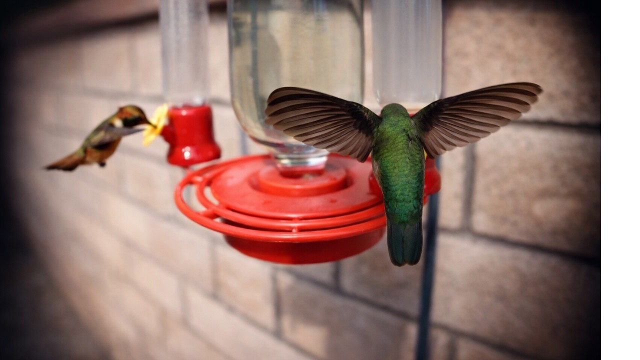 Giant Anna’s Hummingbird Hovering Inches from the Feeder | 巨大アナハチドリ至近ホバリング