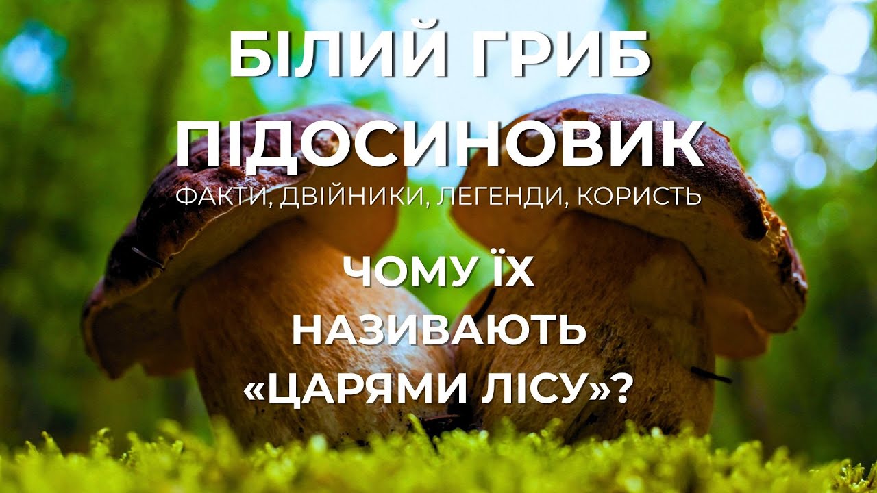 Білі гриби та підосиновики: Чому вони царі лісу? Факти, легенди, користь, небезпечні двійники.