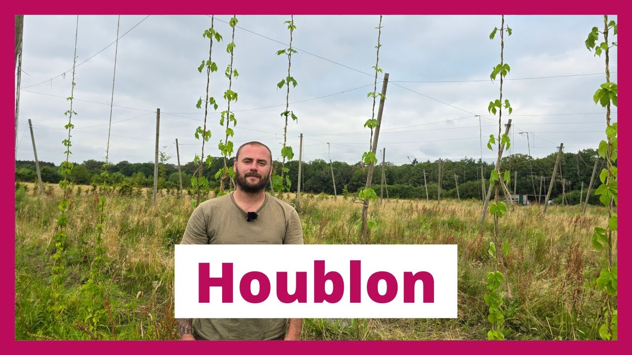 La culture du houblon : Visite de la Houblonnière de Ster avec Thomas