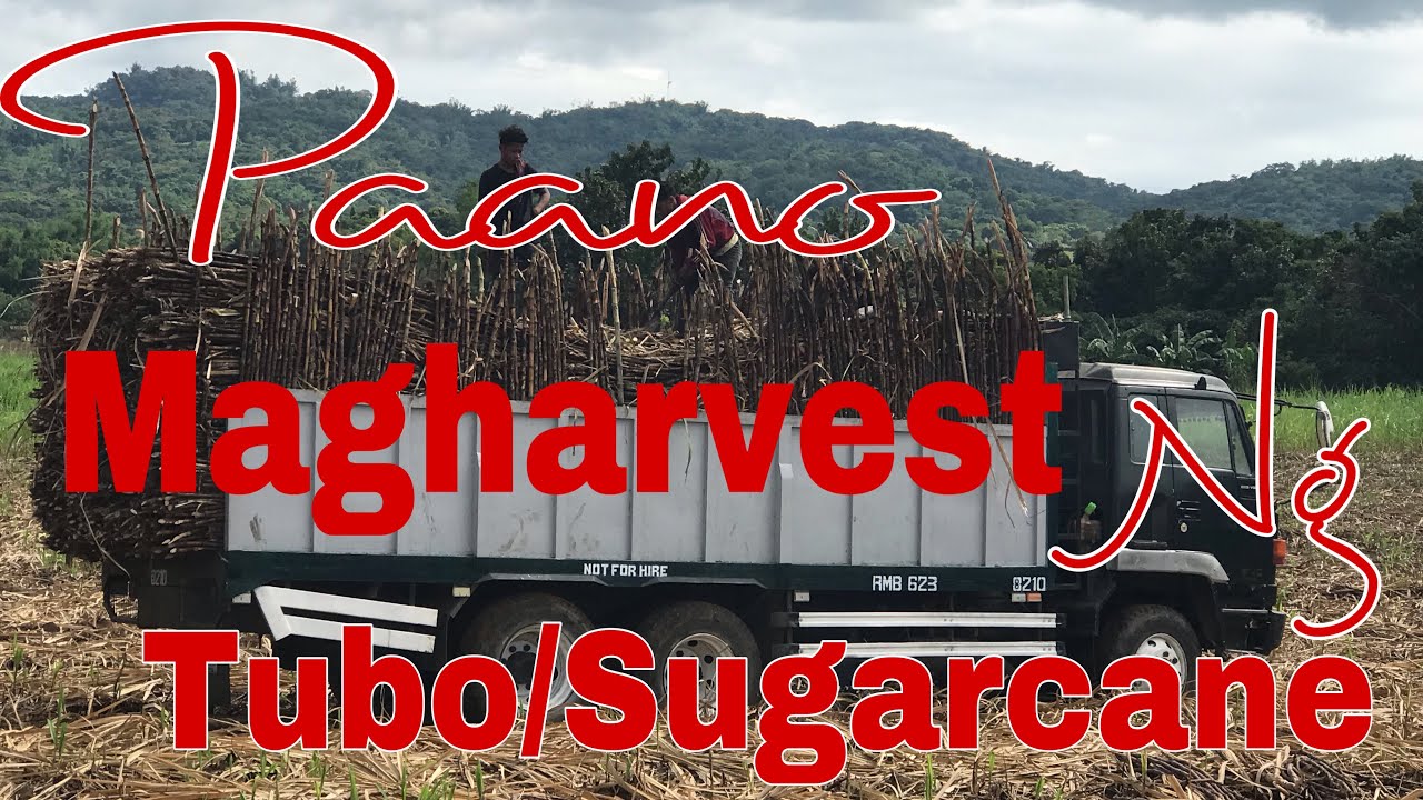 Paano magharvest ng tubo/sugarcane