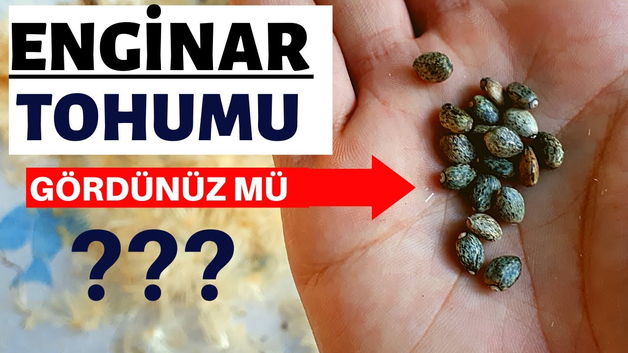 Enginar Yetiştiriciliği  - Tohum Alma İşlemi
