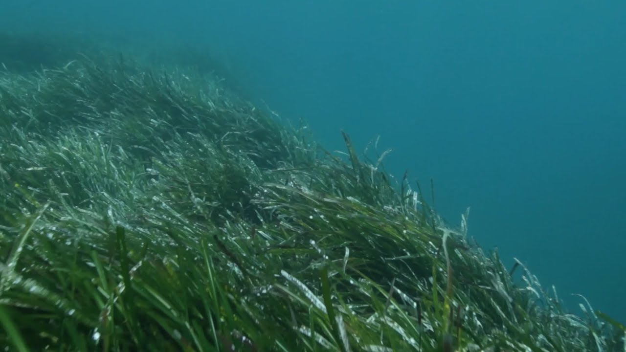 Les banquettes de Posidonie