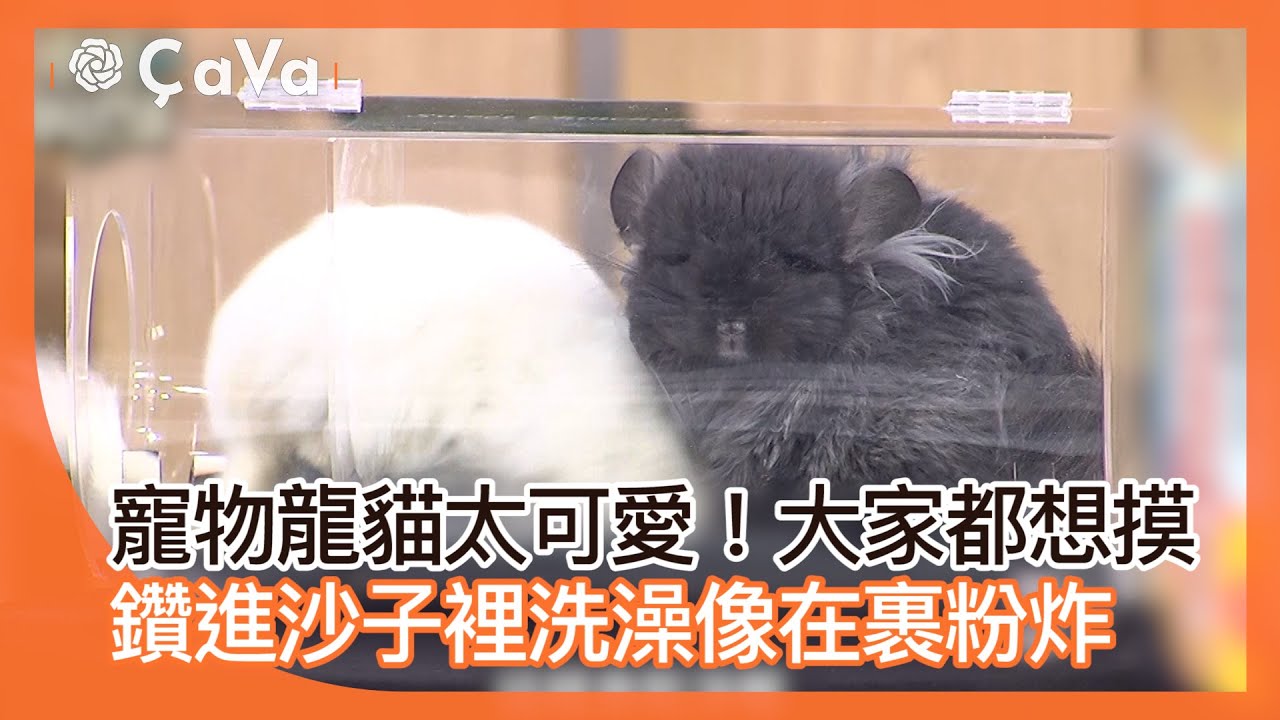 寵物龍貓太可愛！大家都想摸~鑽進沙子裡洗澡像在裹粉炸！#小姐不熙娣【精華】