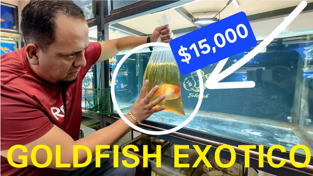 LA FANTASTICA TIENDA DE PECES GOLDFISH QUE SOLO VENDE HIBRIDACIONES UNICAS EN EL MUNDO