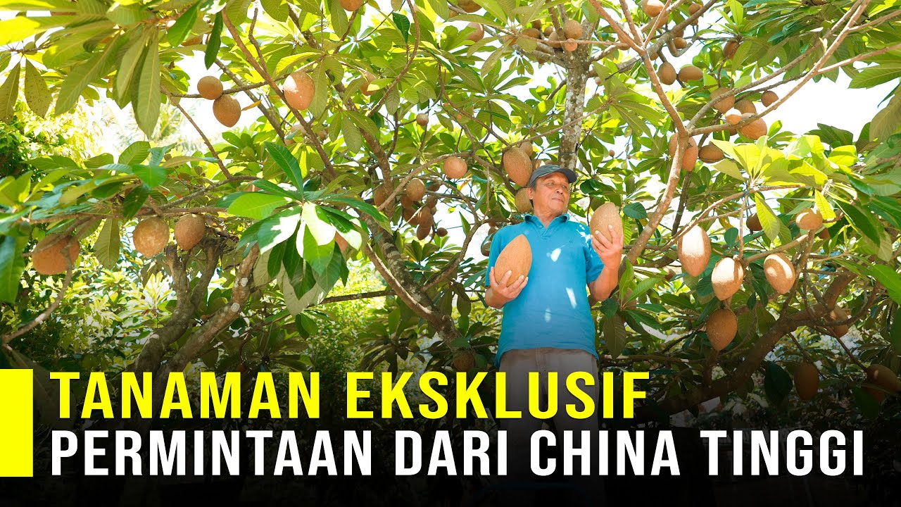 Sawo Raksasa Buah Yang Diminati Kalangan Menegah Keatas Dan Bisa Diolah Menjadi Tepung