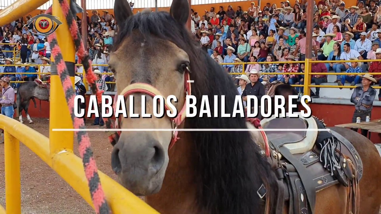 CONCURSO CABALLOS BAILADORES CATEGORÍA CRIOLLO FERIA ZACAZONAPAN 2019