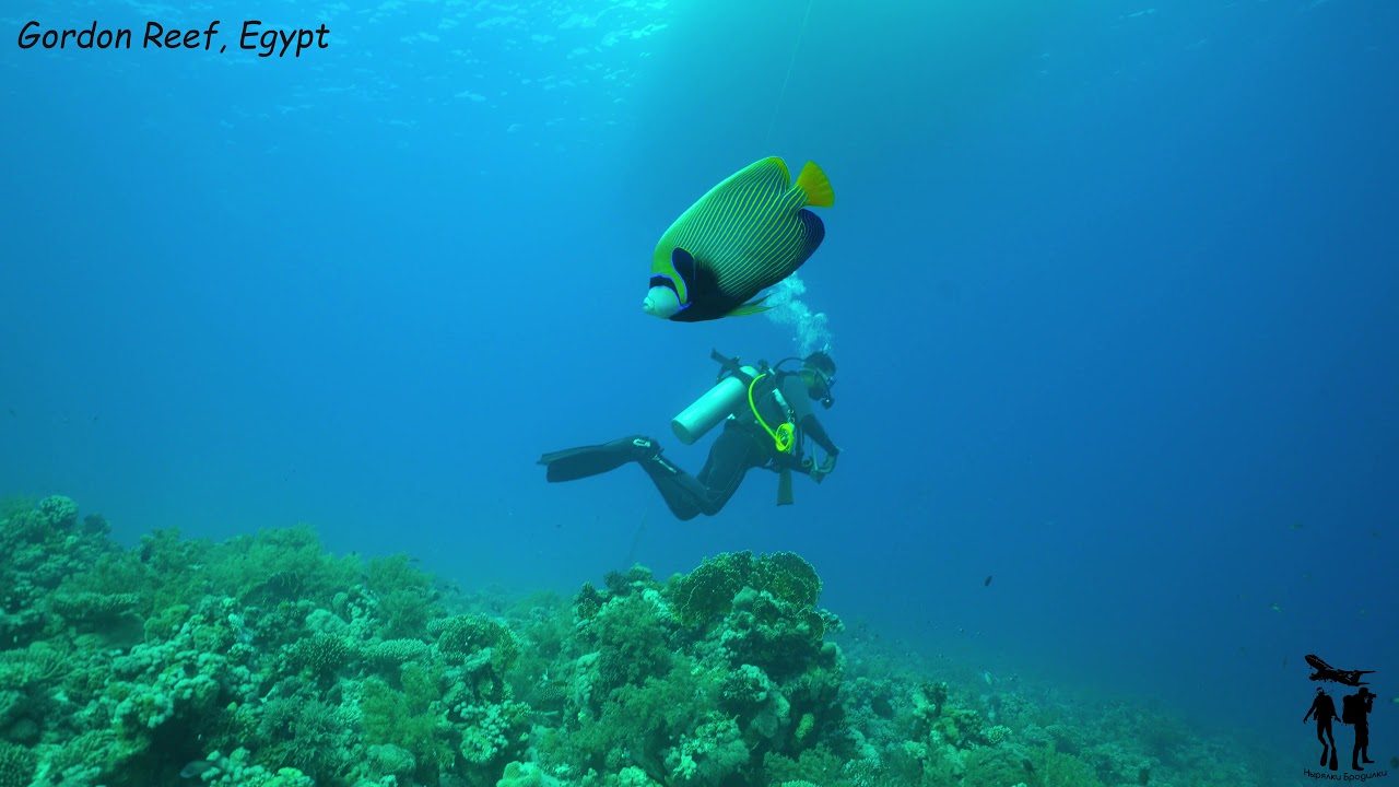 Удивительный Gordon reef. Не пропустите!!!!