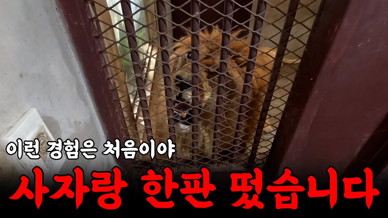 이틀 굶은 사자와 뜨고 왔습니다 | 하수구 대마왕 😈