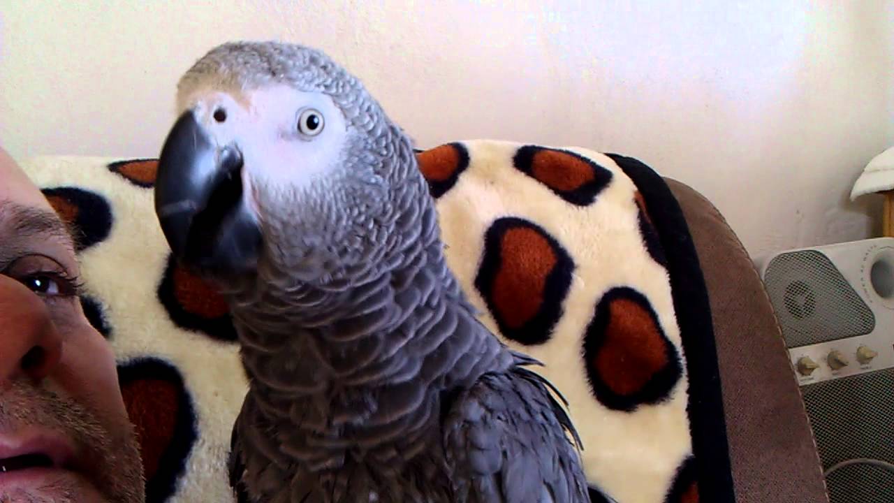 pómoc pómoc ,pipina zpívá