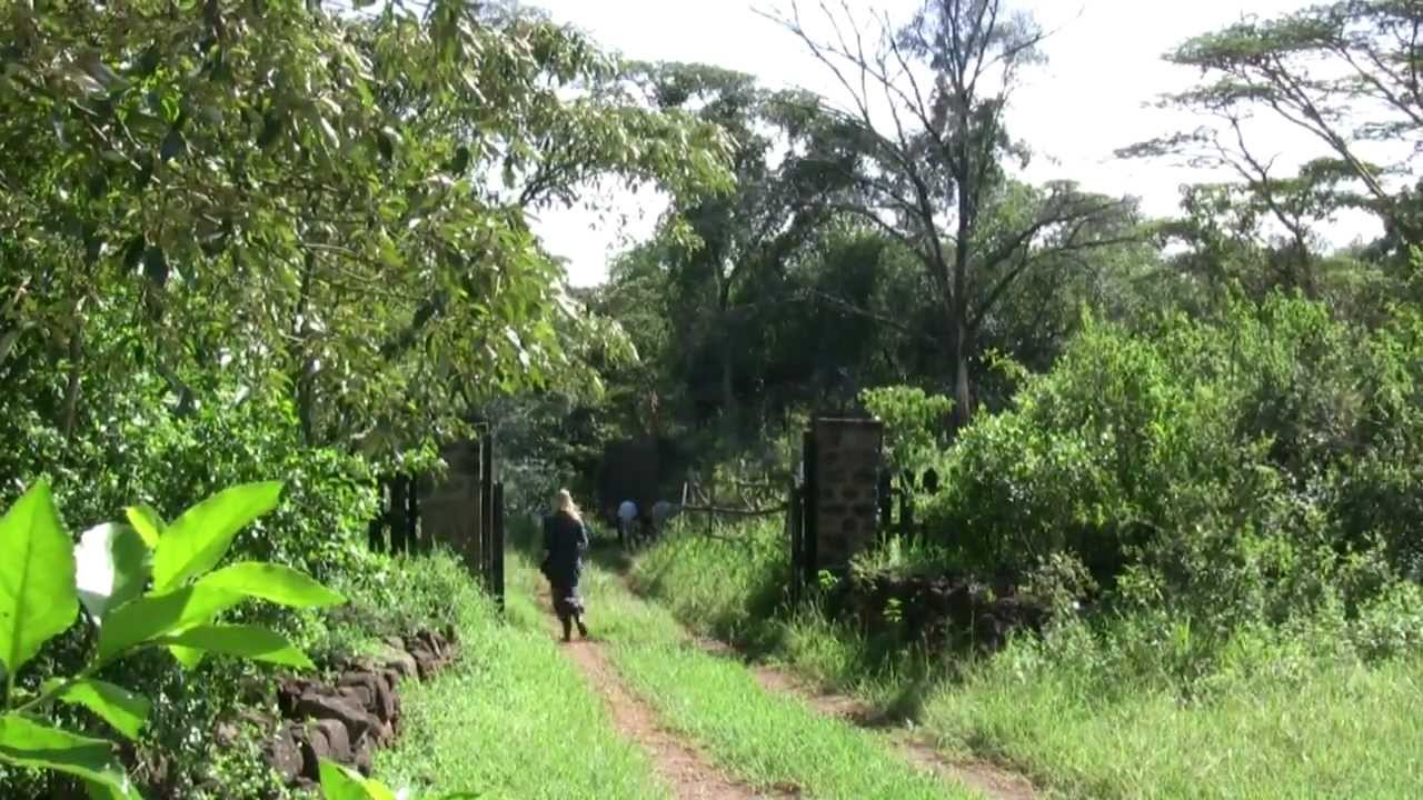 Giraffe Manor - New Rothschild Giraffe delivered by KWS