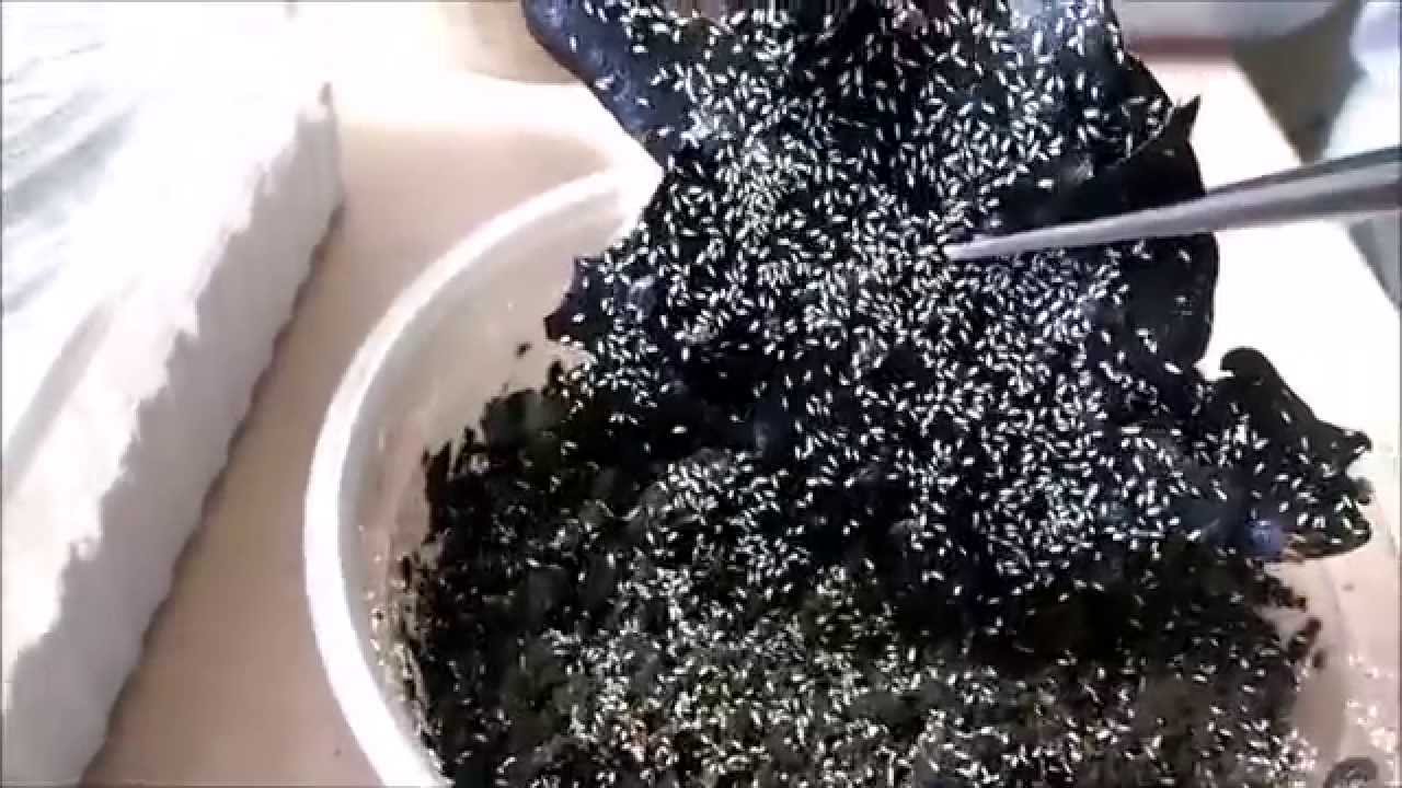 Actualización - Nano Vivario y Cultivos de Alimento Vivo