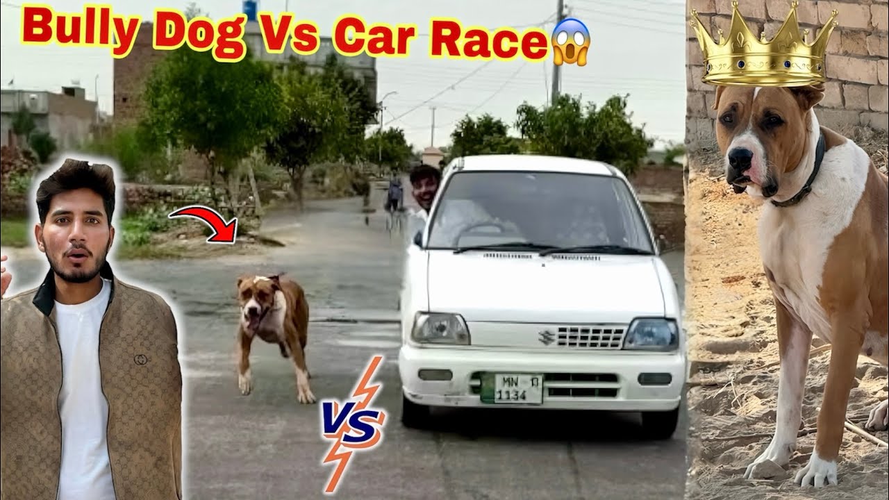 CAR 🚗 AND BULLY DOG BADSHAH'S RACE HAPPENS 😱