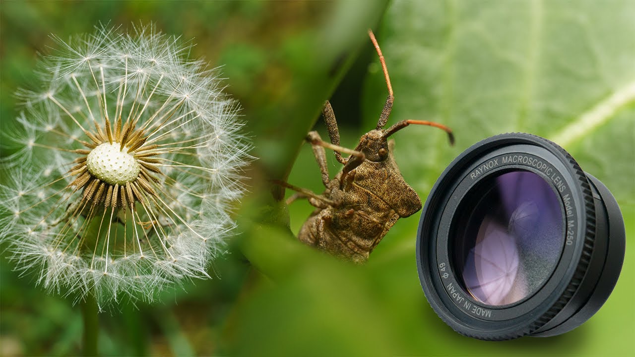 Makrofotografie mit Nahlinse - Raynox DCR-250 Review Deutsch