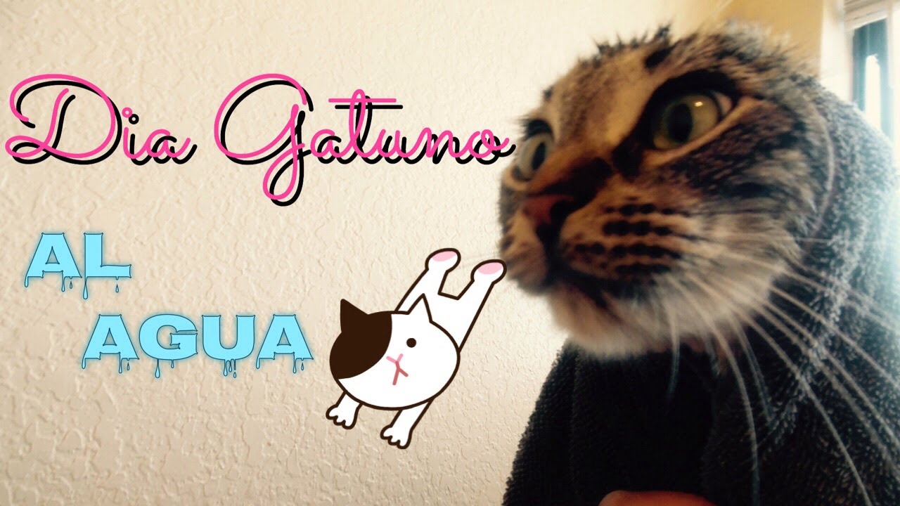 Dia Gatuno: Hora Del Baño