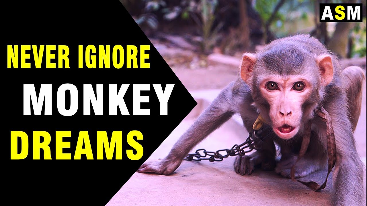 Monkey in Dream Meaning | Dreaming of Monkey | Monkey dream Interpretation
