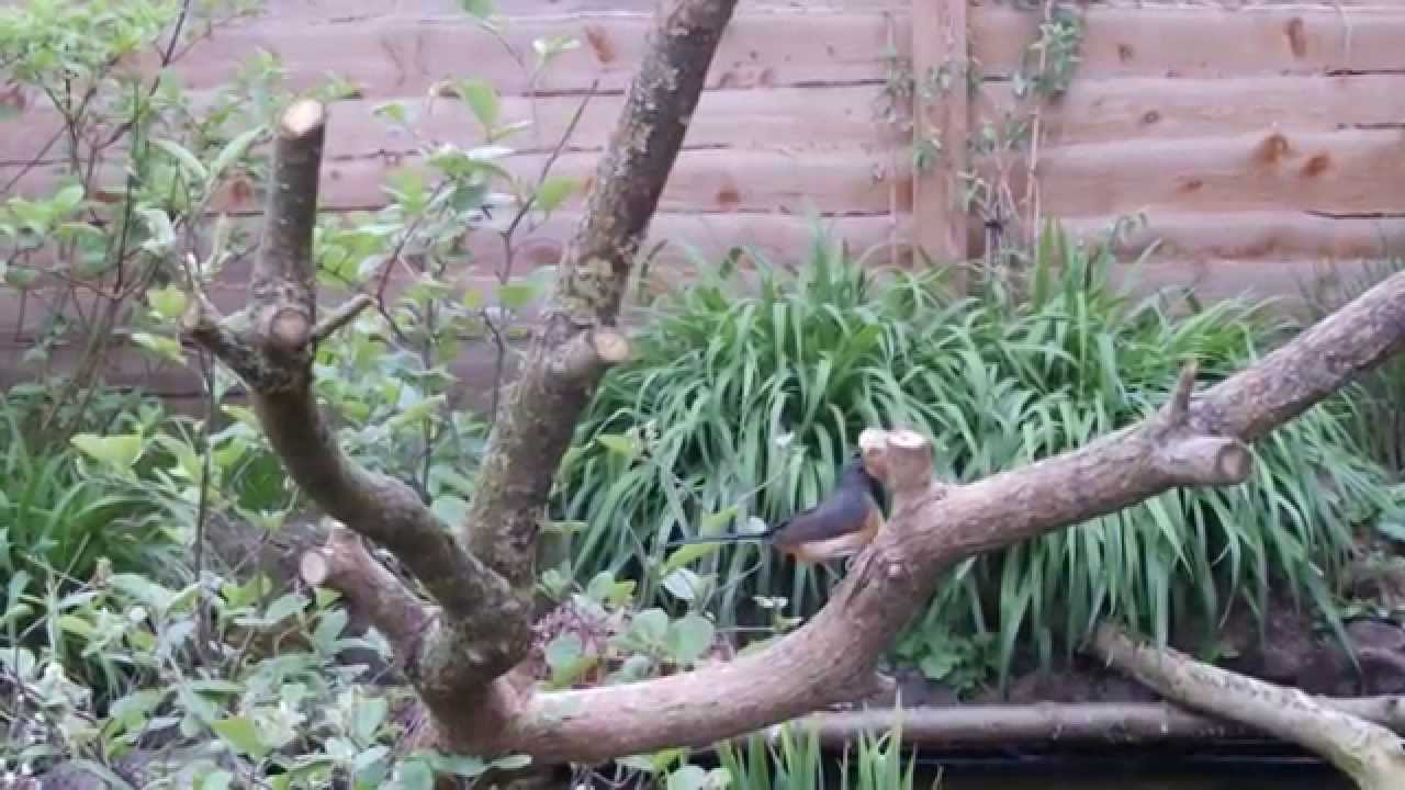 White-rumped shama: female nesting behaviour