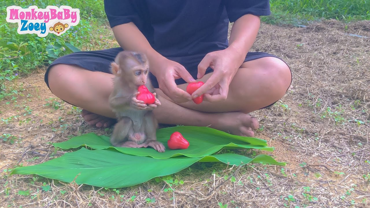 Baby monkey relaxes and eats plums with dad