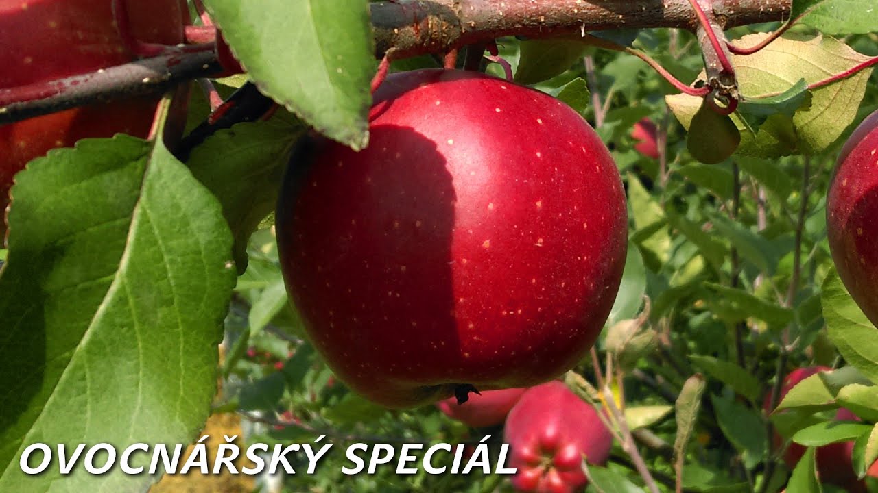 Šlechtitelství ovocných stromků - ovocnářský speciál