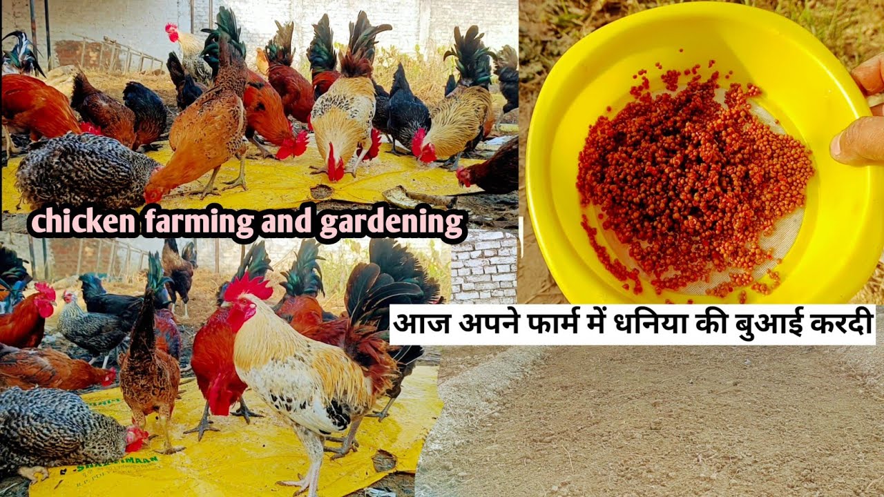 आज अपने फार्म में धनिया की बुआई करदी || chicken farming and gardening || gardening video ||