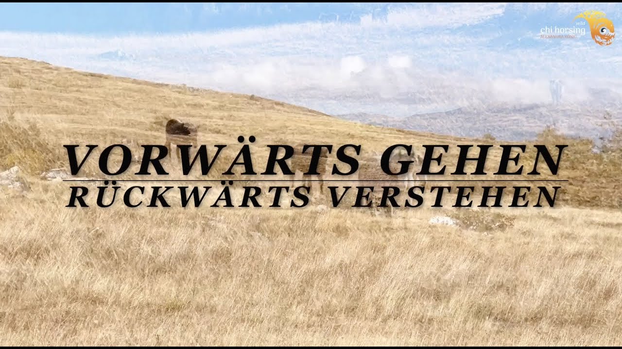 Pferde offenbaren dir die Naturgesetze! Wie du sie anwendest zeigt dir wer du bist!