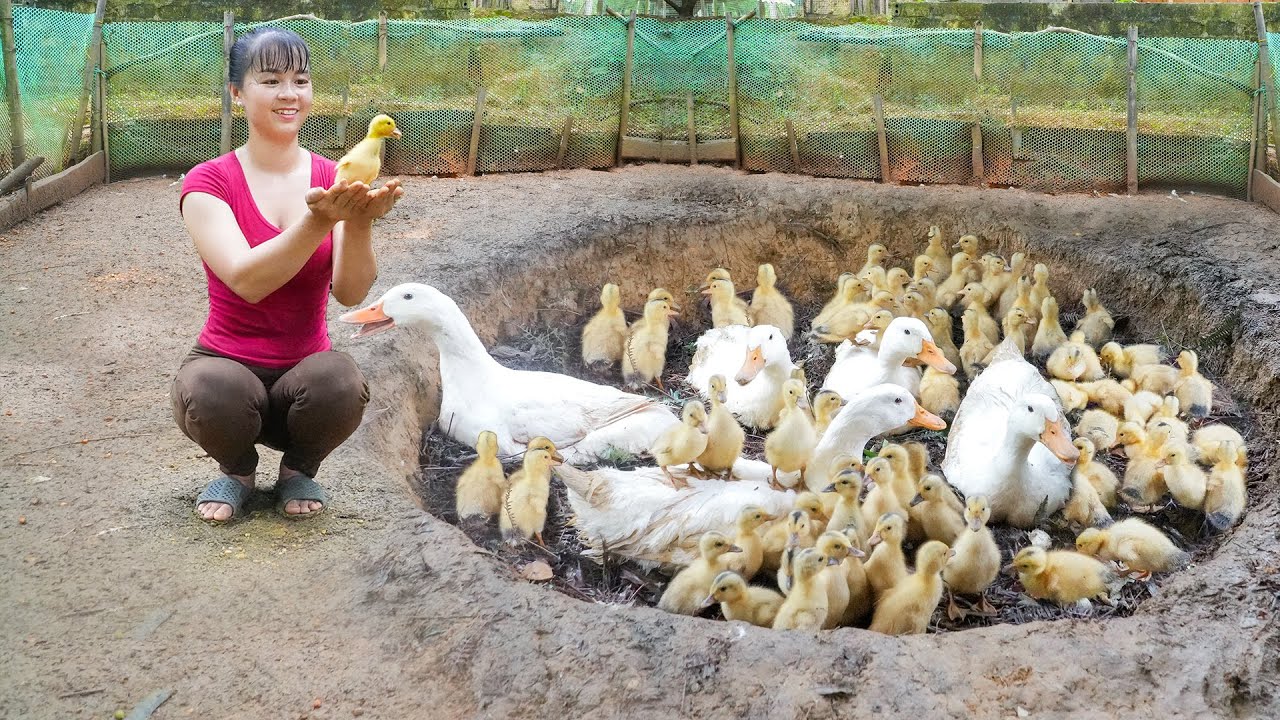 Build A Large Nest For Ducks To Incubate Eggs _100 Ducklings Hatching From Eggs | Free Bushcraft