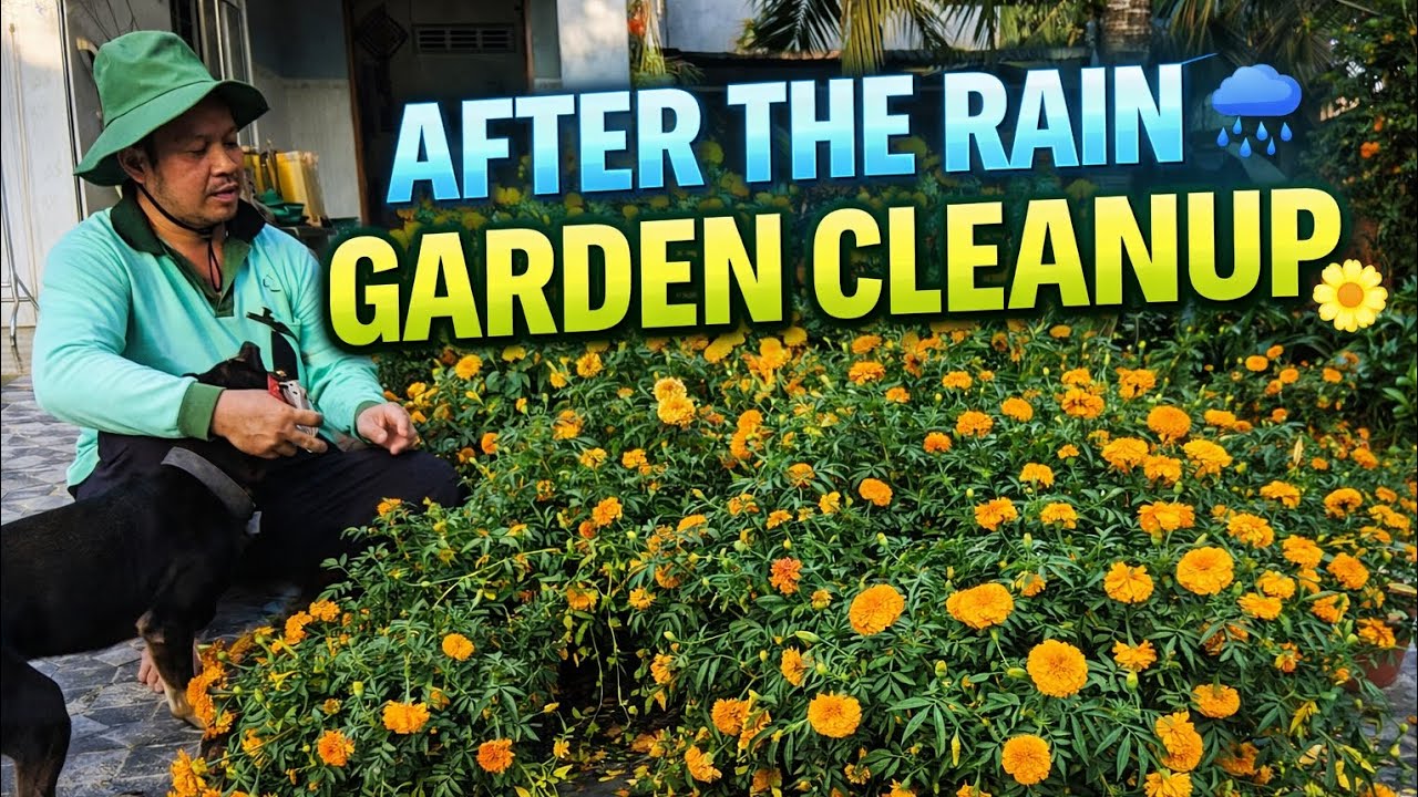 Garden Cleanup After Rain | Marigold Flowers Everywhere 🌼