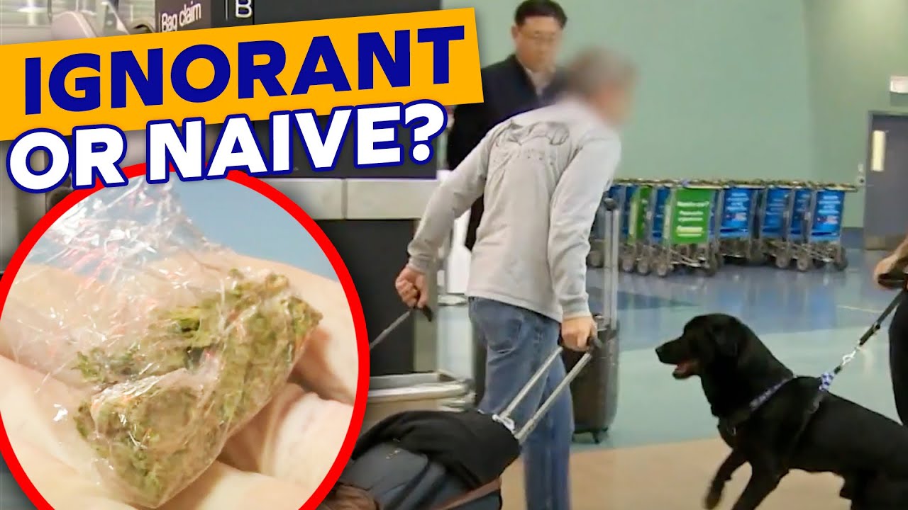 Tourist Brings Dr*gs Into New Zealand - Doesn't Realise It's Illegal!?