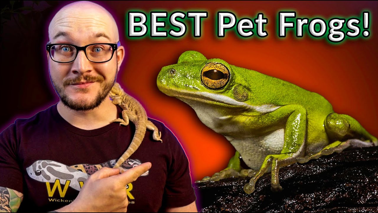 Top 5 BEST Pet Frogs | 100K Subscriber Silver Play Button Reveal!