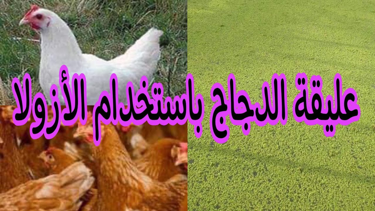 أفضل عليقة لدجاج اللحم والبياض من الأزولا