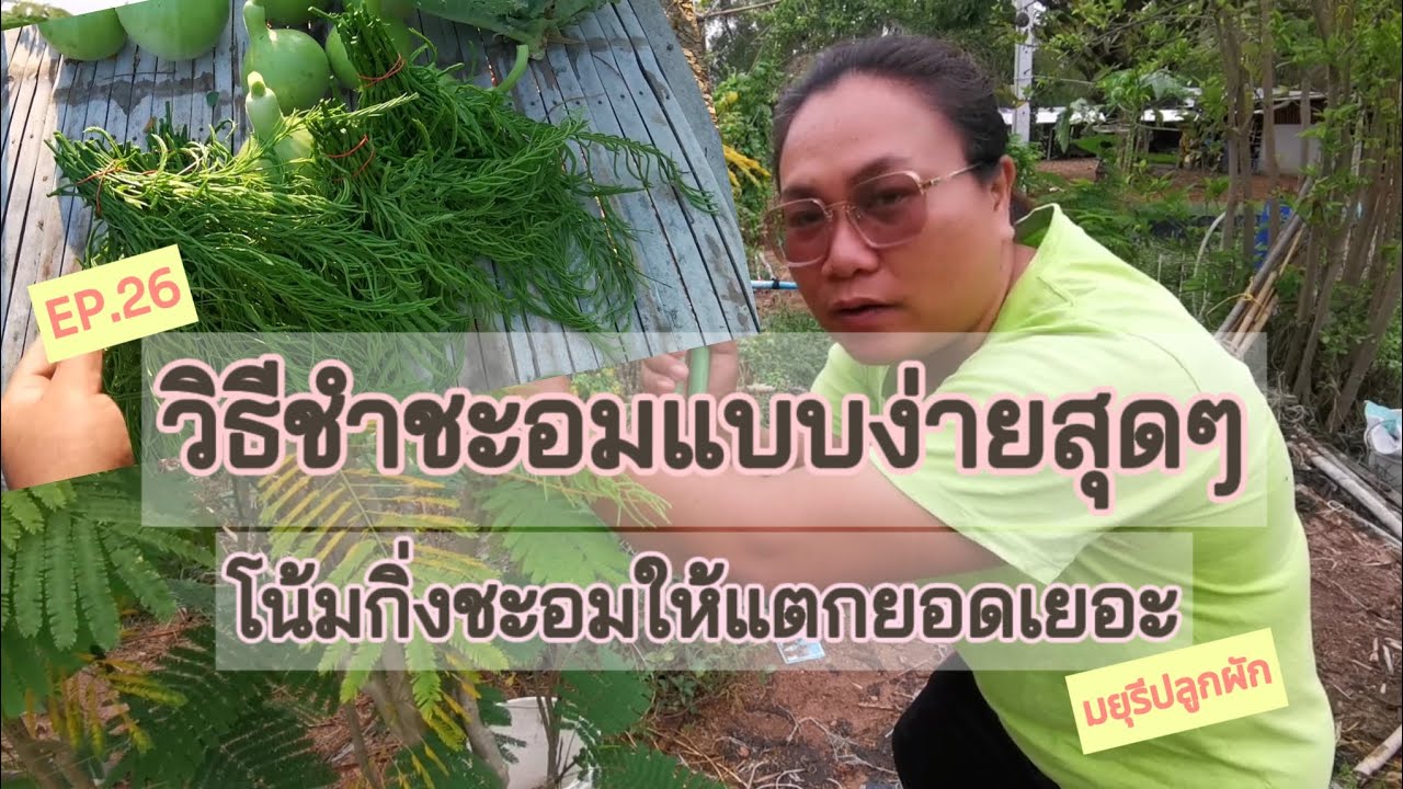[EP.26] วิธีชำชะอมแบบง่ายสุดๆ  โน้มกิ่งให้แตกยอดเยอะๆ  มีกินมีขายทั้งปี | มยุรีปลูกผัก