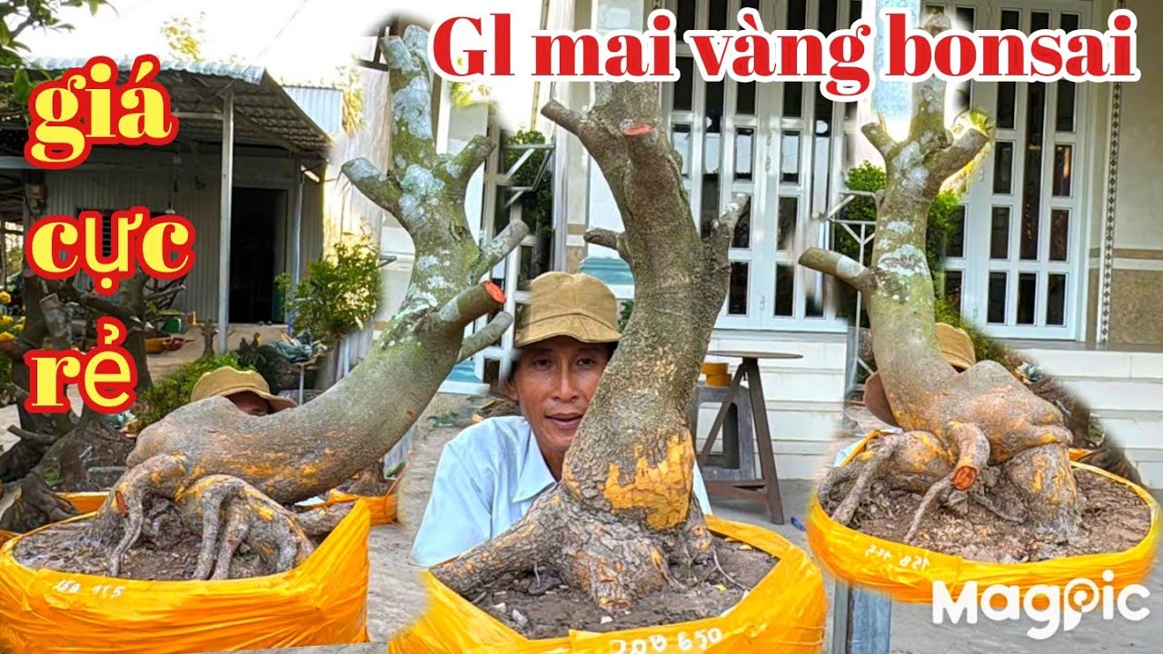 A Bình 👉 Zalo 0789498882 v 0704798882 Gl mai vàng bonsai lùn lực đế đẹp giá cực rẻ tại CT