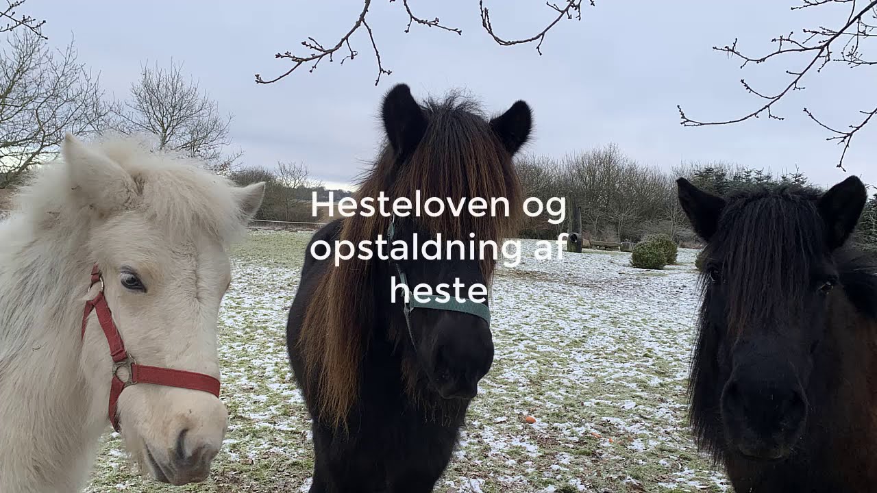 stald, foder og hesteloven
