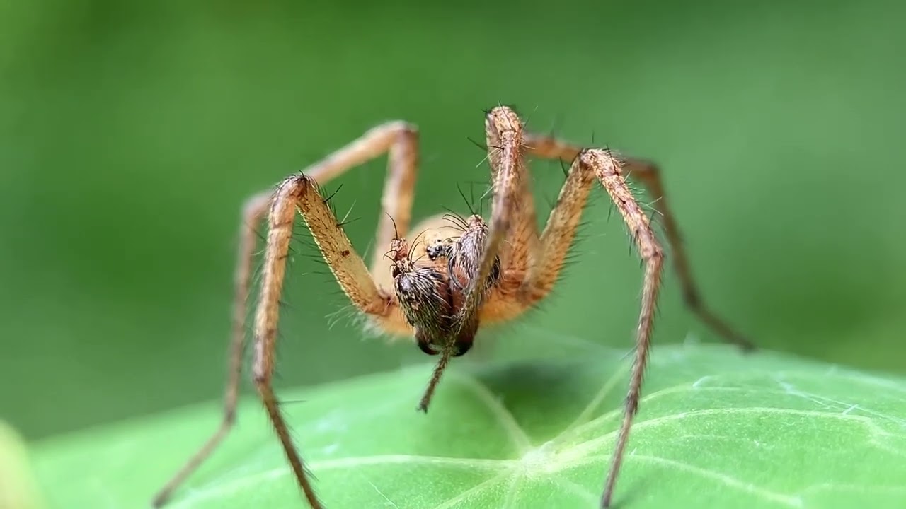 Agelenopsis oregonensis spider friend